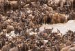 Gnu Herde 