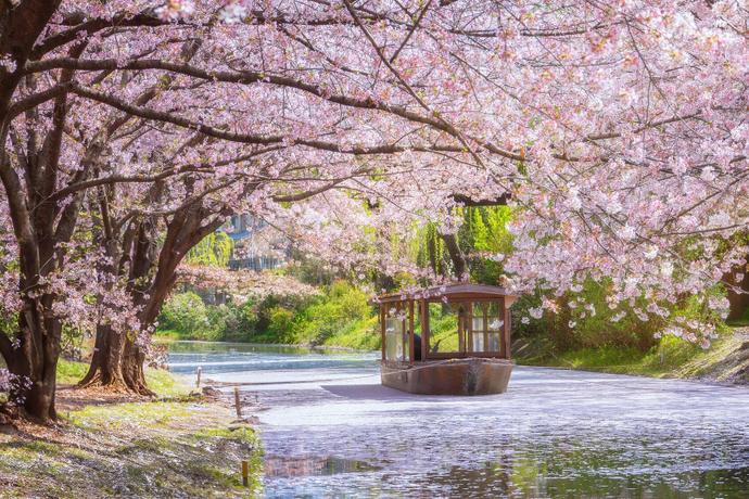 Blick auf ein Fushimi Jikkoku-bune Boot auf einen Fluss in Kyoto während der Kirchblütenzeit