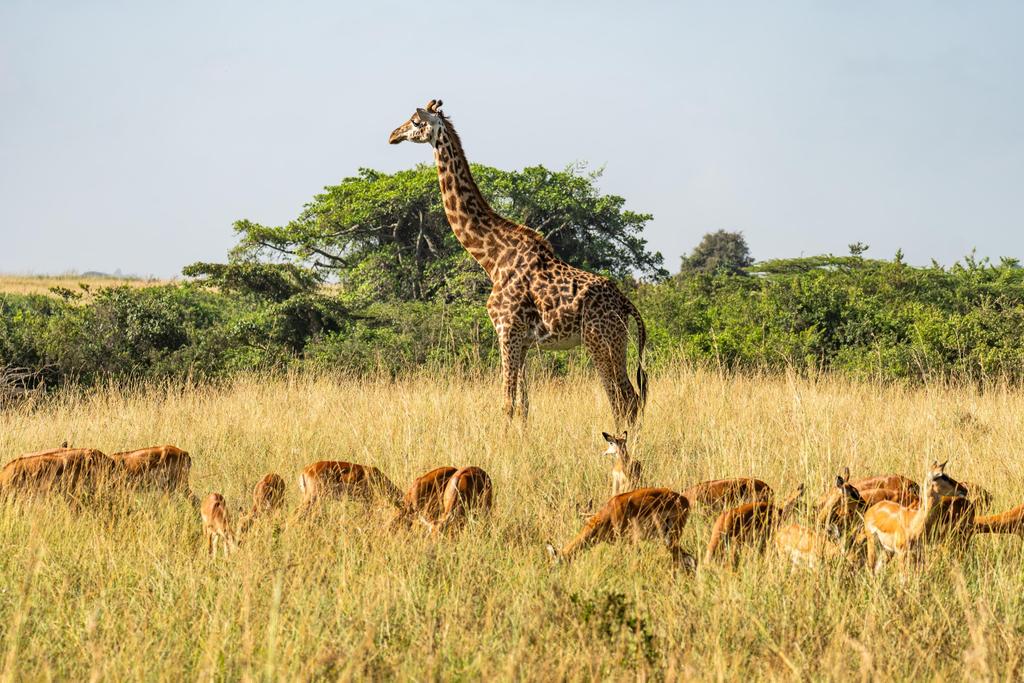 Giraffe und Impala bei einer Safari in Tansania 