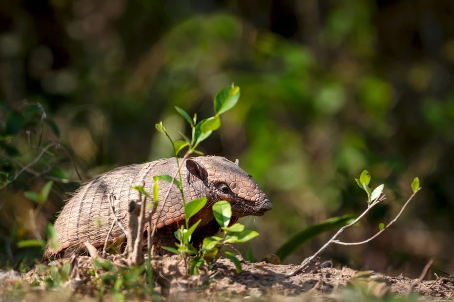 Sechsbandgürteltier im Pantanal
