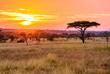 Sonnenuntergang im Serengeti Nationalpark