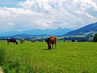 Allgäuer Wiesenlanschaft; Bergkühe 
