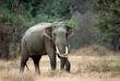 Safari im Udawale Nationalpark
