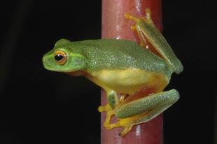 Grüner Baumfrosch im Daintree National Park 