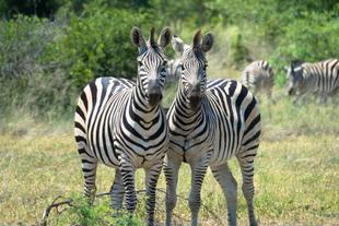 Zebras im Okavango-Delta