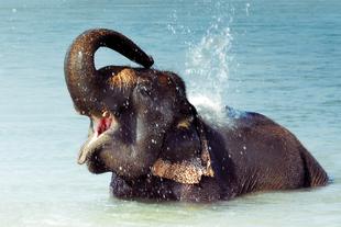 Elefant im Nationalpark