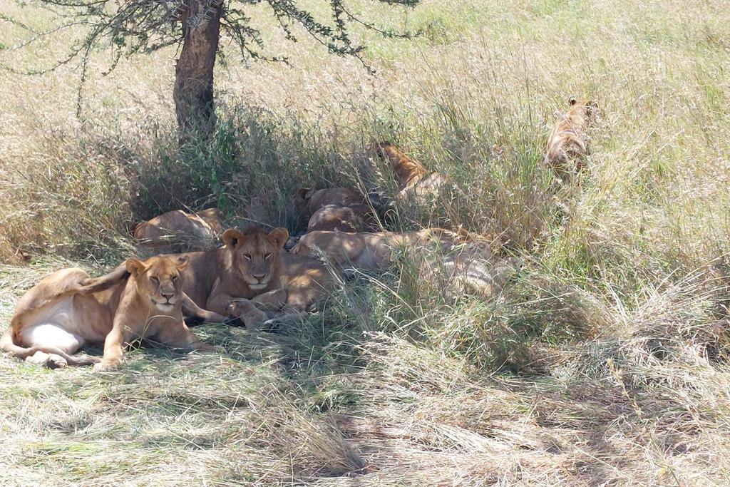 Löwenrudel in der Serengeti
