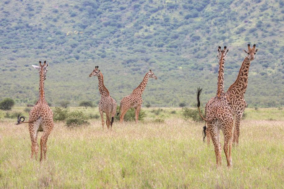 Giraffen im Mkomazi Nationalpark