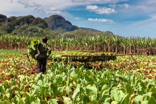Tabakplantage im Viñales-Tal 