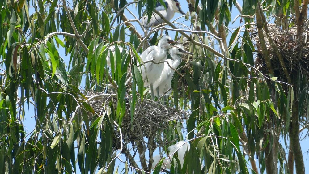 Vögel im Tra Su Melaleuca Wald