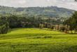 Teeplantage bei Fort Portal 