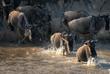 Gnus im Serengeti Nationalpark