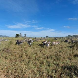 Zebraherde in der Serengeti