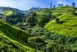 Teeplantage in Nuwara Eliya
