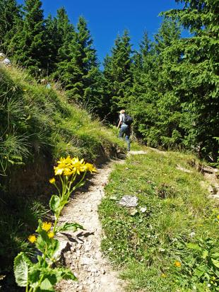 Wanderweg im Allgäuer Land 