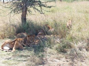 Löwenrudel in der Serengeti
