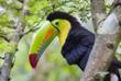 Tucan