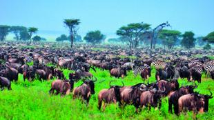 Große Tierherde im Masai Mara Nationalpark