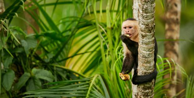 Affe im Dschungel