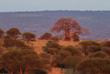 Baobab Baum im Tarangire Nationalpark