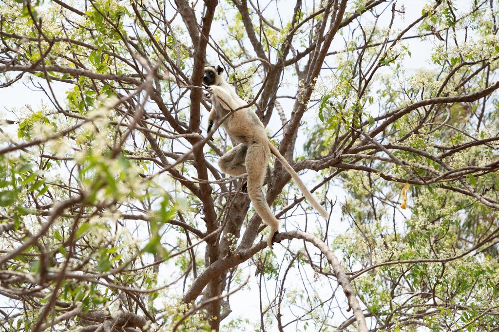 Lemur im Kirindy-Reservat