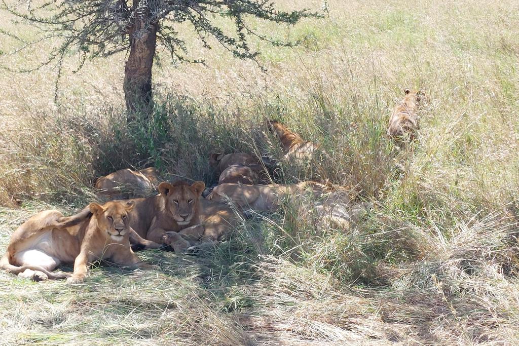 Löwenrudel in der Serengeti