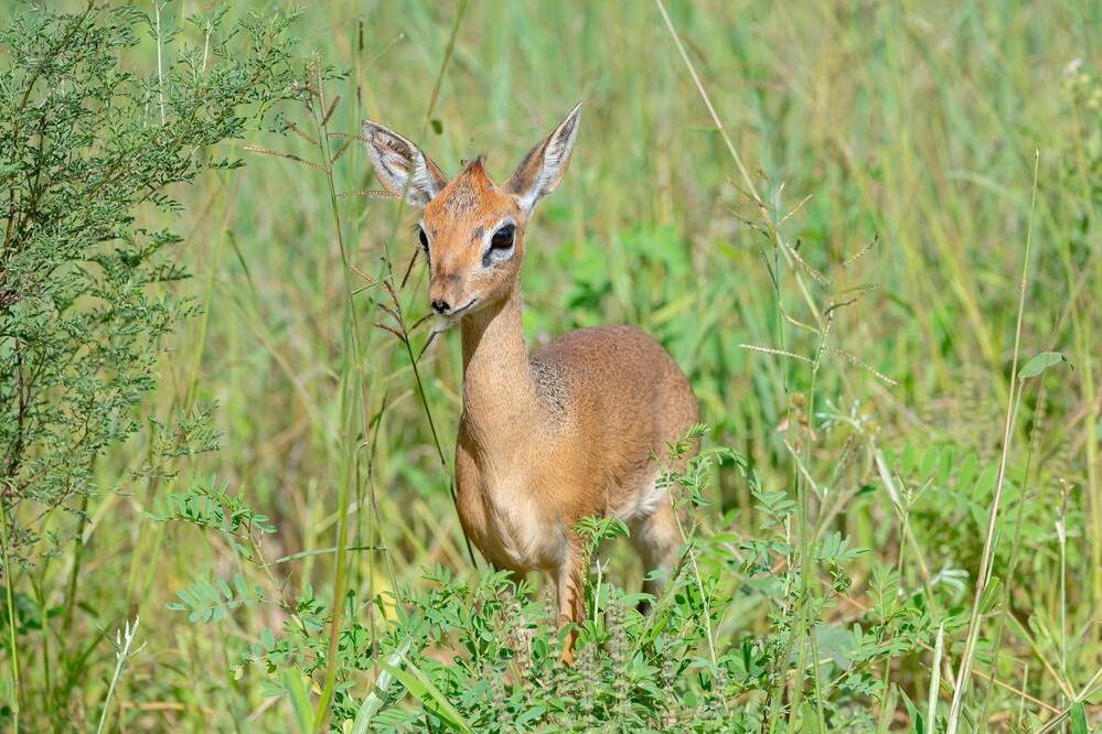 Dik Dik