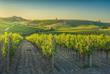 Weinreben von Castellina