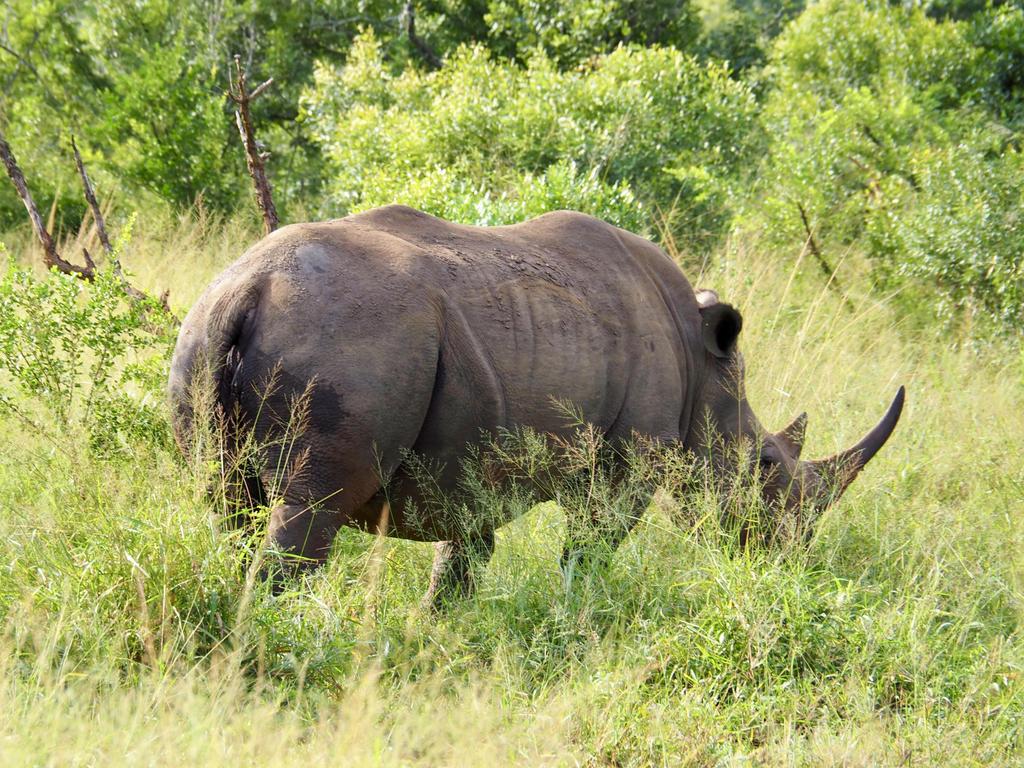 Nashorn Safari im Hluhluwe Nationalpark