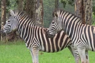 Zwei Zebras auf einer Safari
