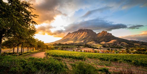 Stellenbosch Weinanbau