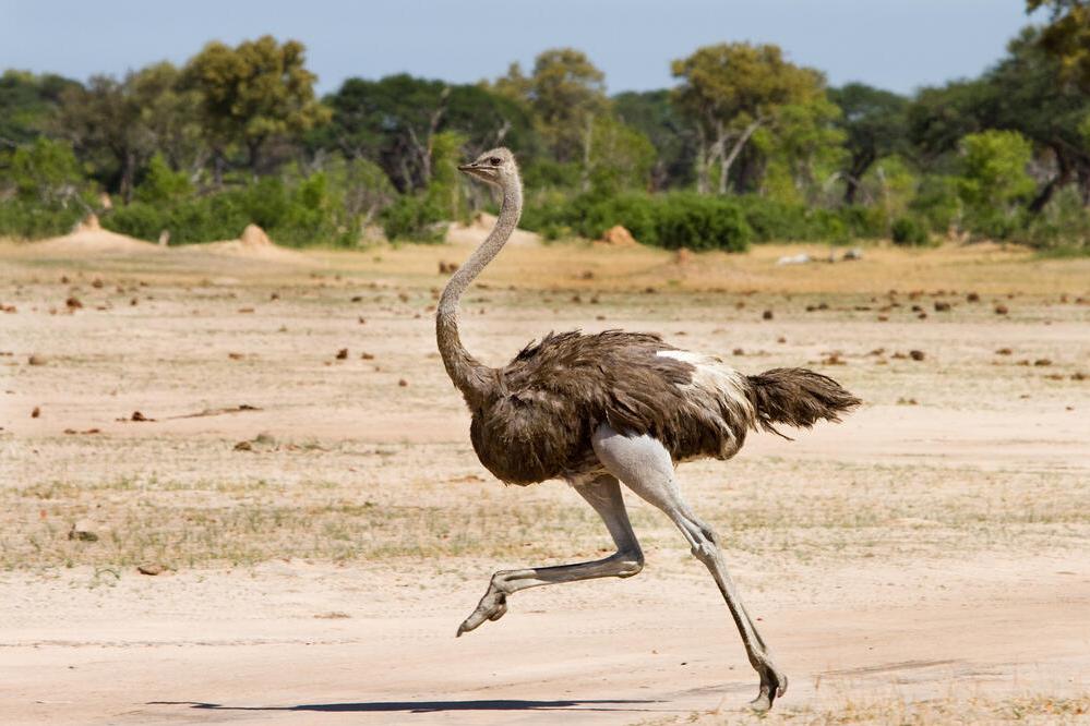 Strauß im Hwange-Nationalpark