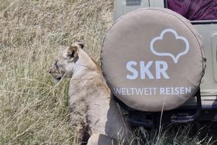 Löwin neben einem SKR-Safarifahrzeug