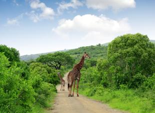 Giraffen im Krüger Nationalpark