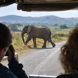 Elefant bei einer Safari in Hluhluwe