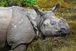Nashorn im Royal Chitwan Nationalpark