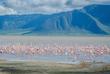 Flamingos im Wasser