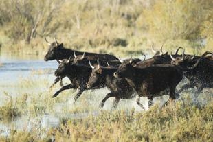 Schwarze Camargue-Stiere