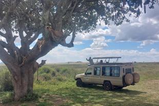 Löwenrudel auf einem Baum in der Serengeti