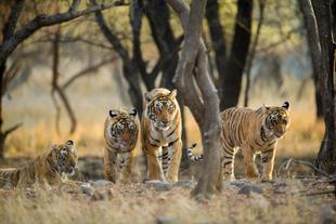 Bengalische Tiger im Ranthambhore Nationalpark