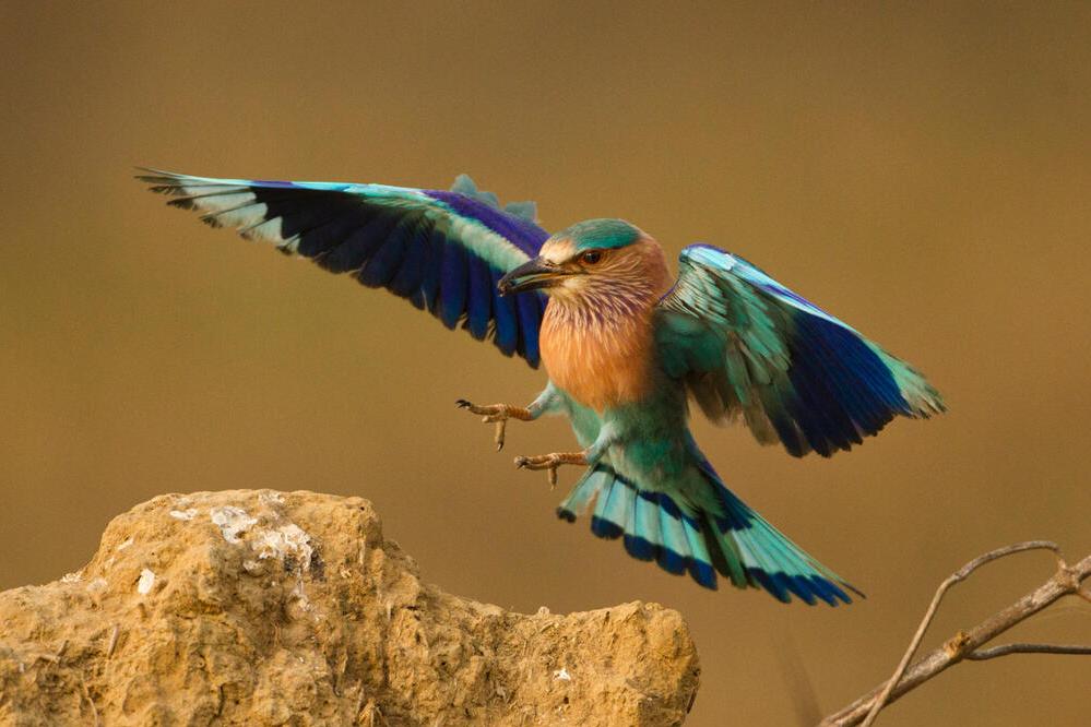 Vogel im Kanha Nationalpark
