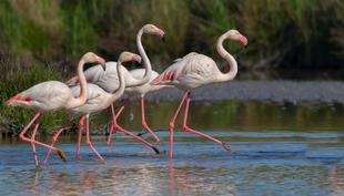 Flamingos in Camargue