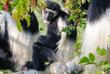 Colobus-Affe im Tangarine Nationalpark