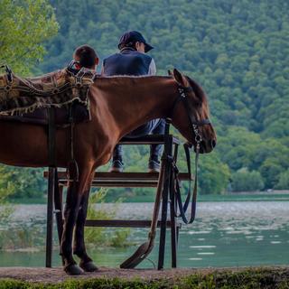 Pferd mit Besitzer 