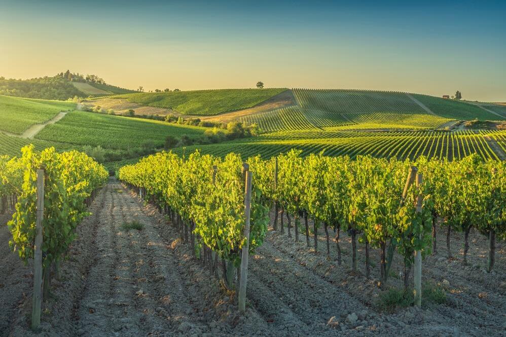 Weinreben von Castellina