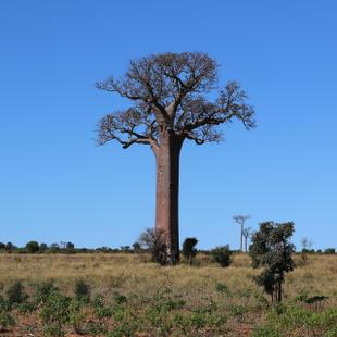 Typisch für Madagaskar: Riesige Baobab-Bäume.