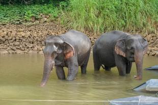 Elefanten im Fluss Kwai