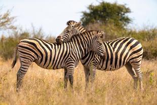 Zebras im Krüger Nationalpark