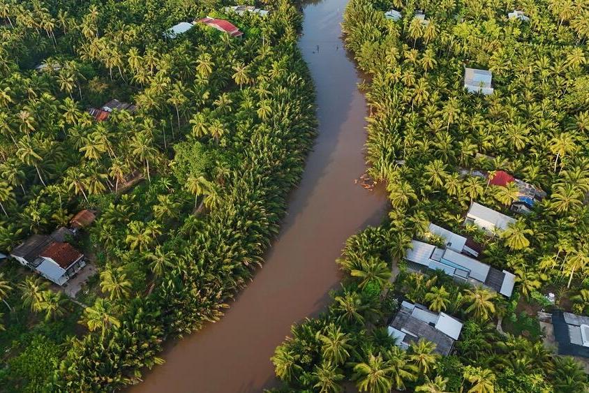Palmenlandschaft des Mekong Delta