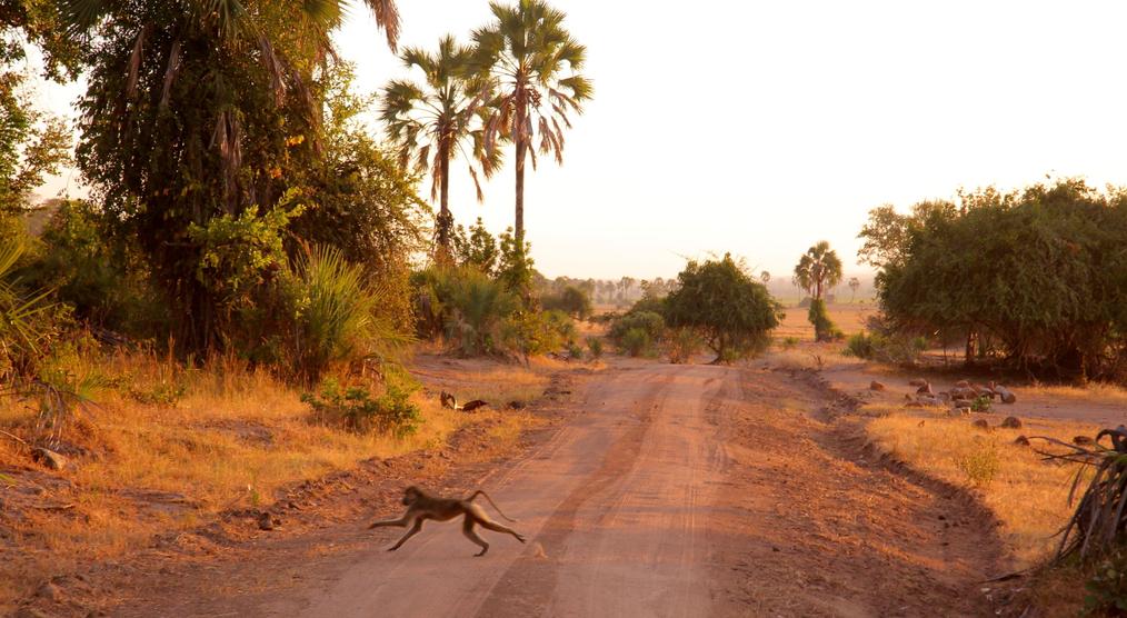 Liwonde Nationalpark